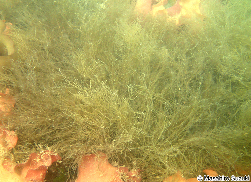 ケウルシグサ Desmarestia viridis