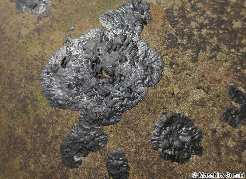 クロハンモン Diplura simplex