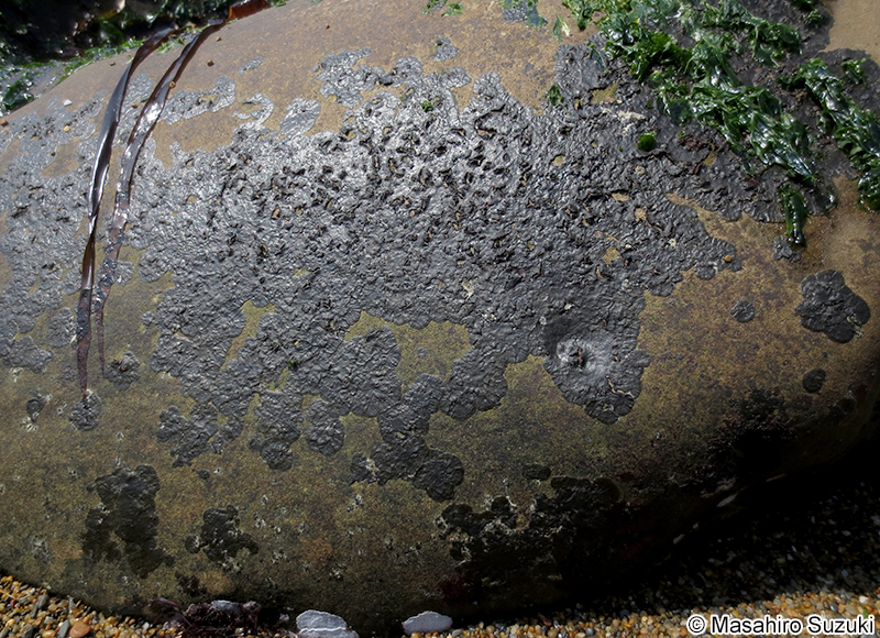 クロハンモン Diplura simplex