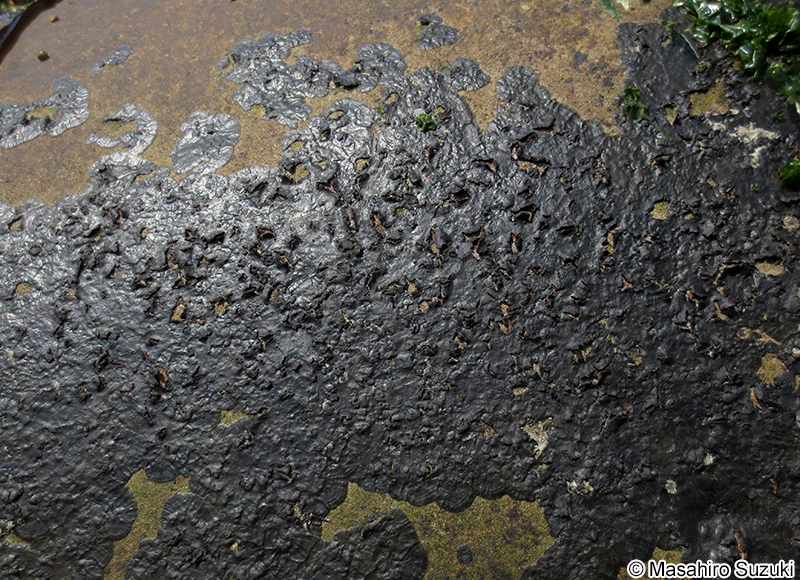 クロハンモン Diplura simplex