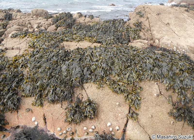 Fucus serratus