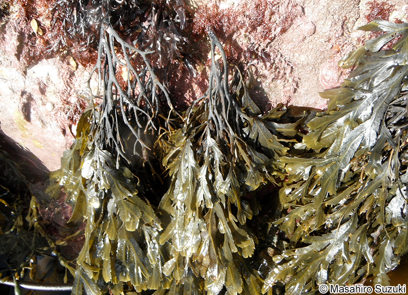 Fucus serratus