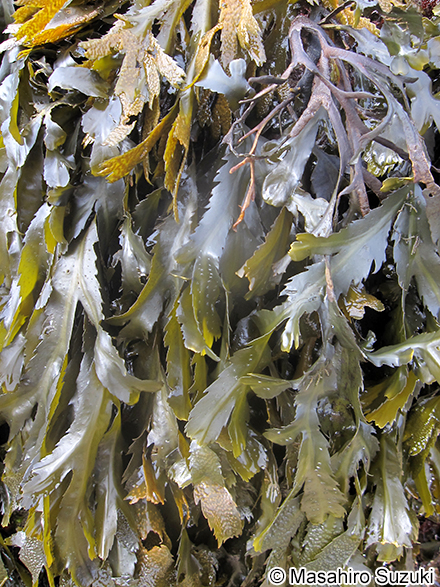 Fucus serratus
