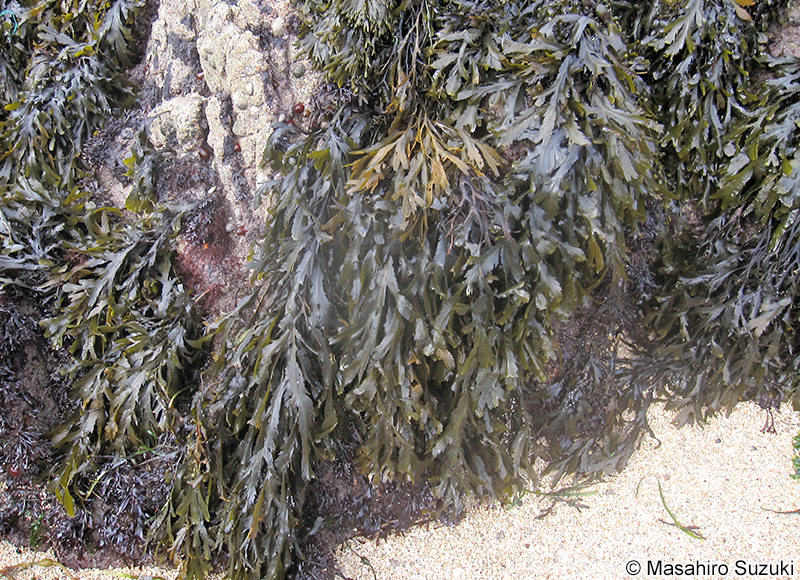 Fucus serratus