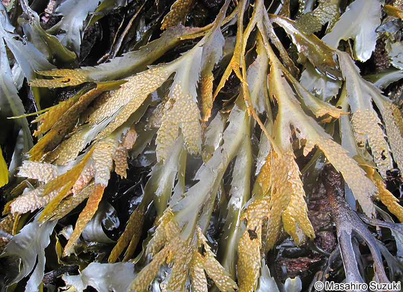 Fucus serratus