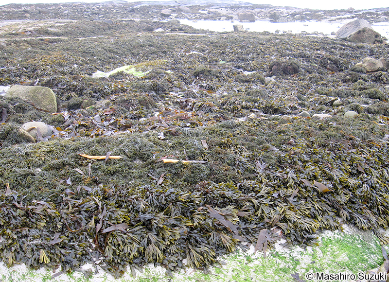 Fucus vesiculosus