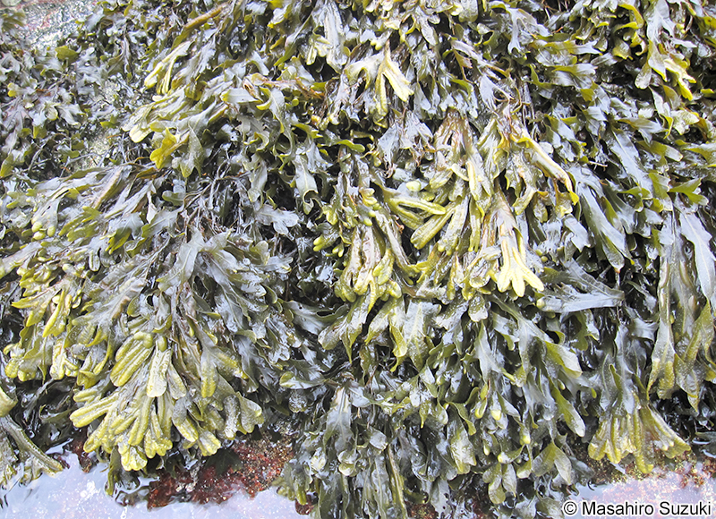 Fucus vesiculosus