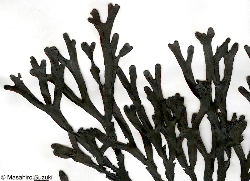 Hesperophycus californicus