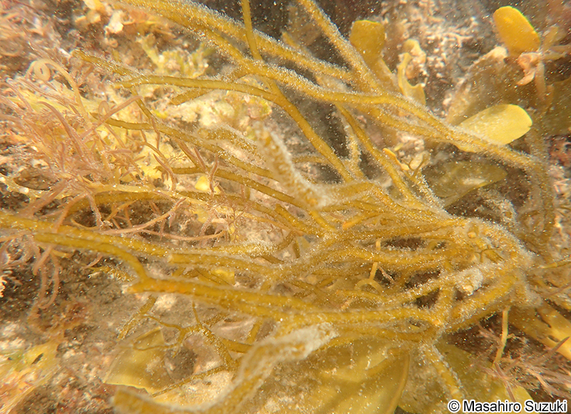 ムチモ Mutimo cylindricus