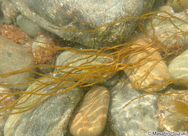 ムチモ Mutimo cylindricus