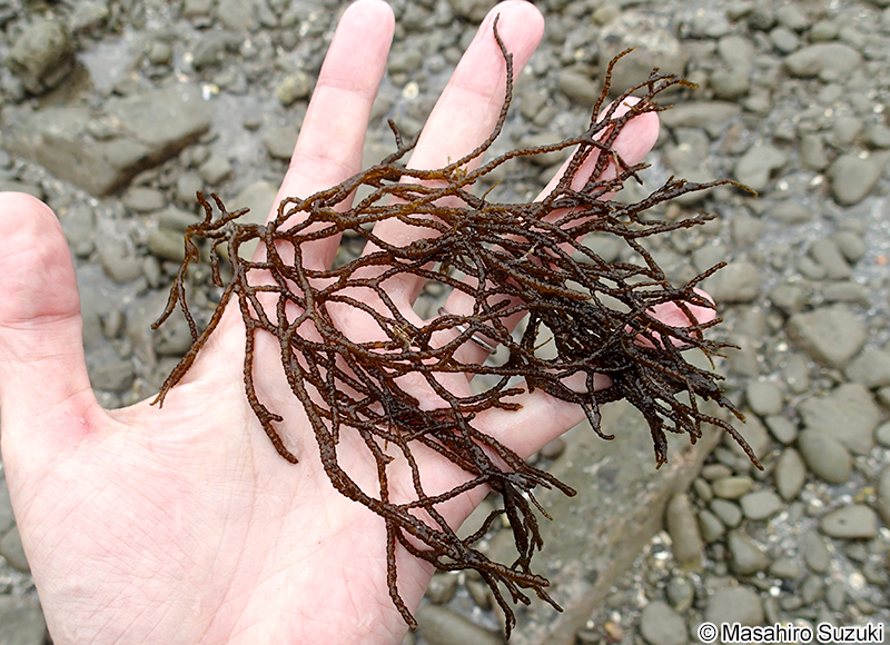 ムチモ Mutimo cylindricus