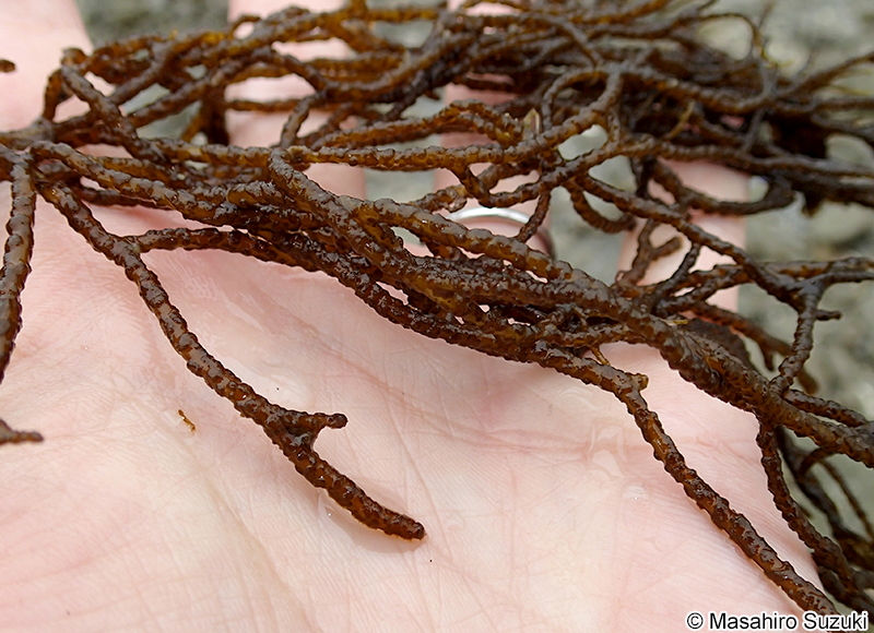 ムチモ Mutimo cylindricus