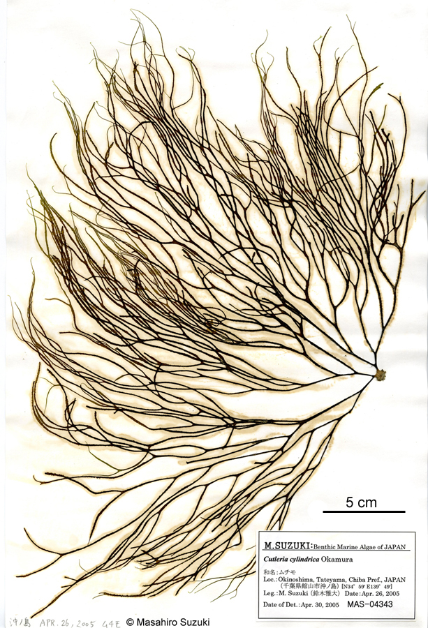 ムチモ Mutimo cylindricus