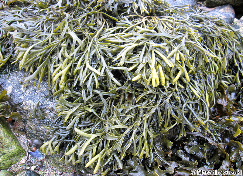 Pelvetia canaliculata