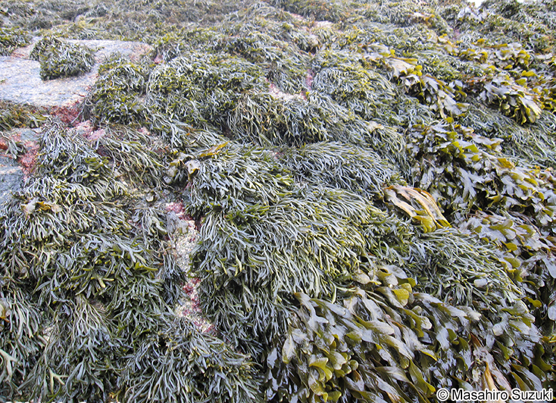 Pelvetia canaliculata