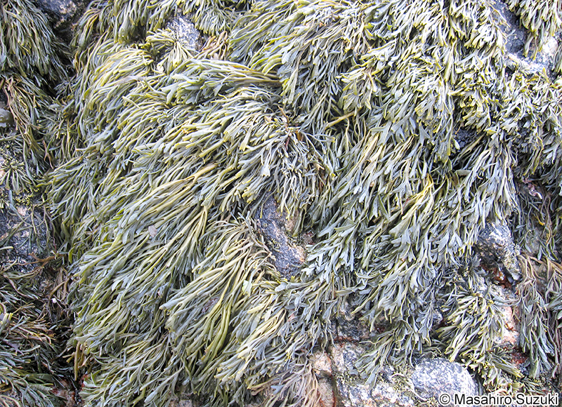 Pelvetia canaliculata