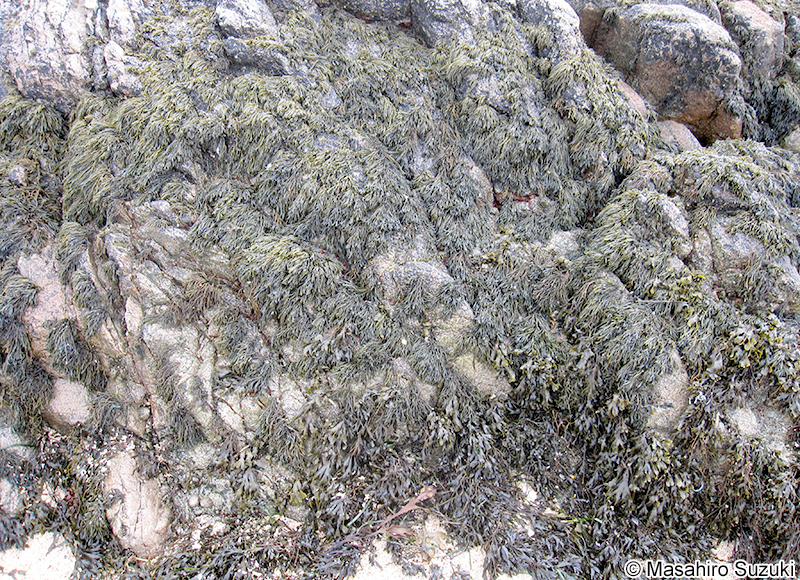 Pelvetia canaliculata