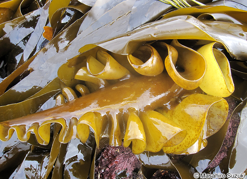 Saccorhiza polyschides