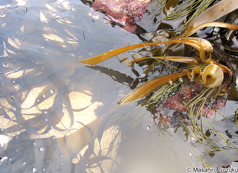 Saccorhiza polyschides