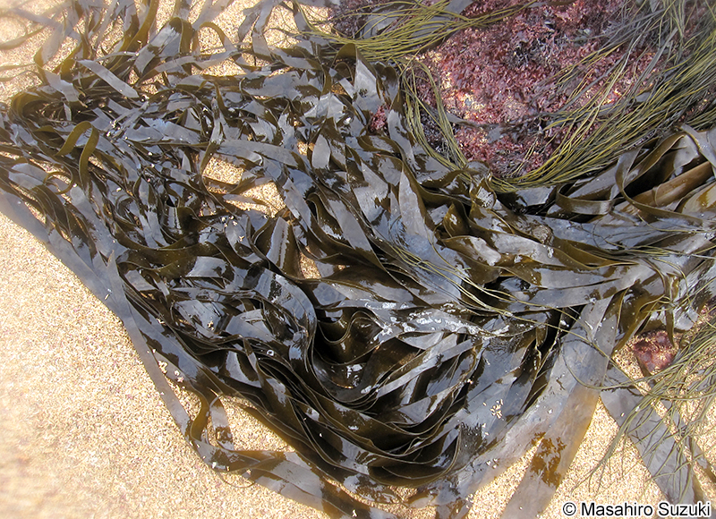 Saccorhiza polyschides