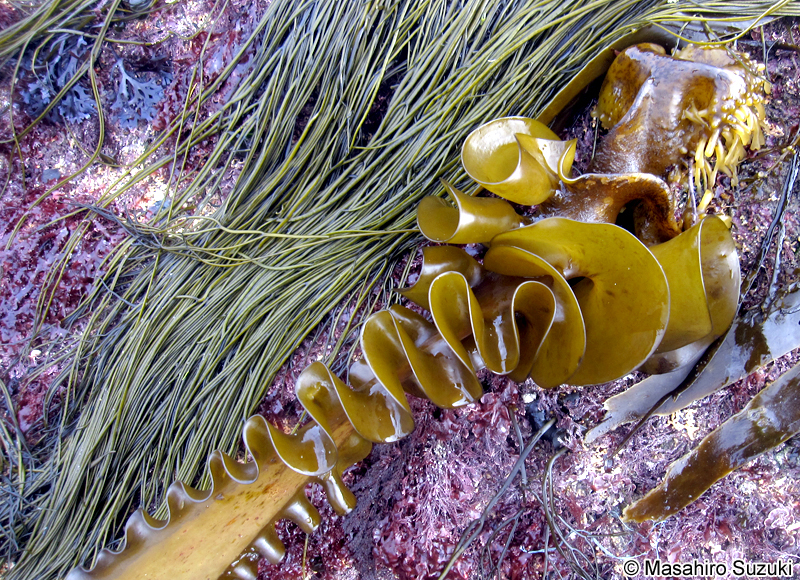 Saccorhiza polyschides