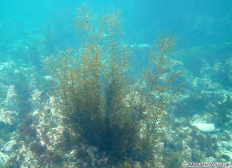 マメタワラ Sargassum piluliferum
