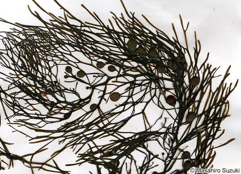マメタワラ Sargassum piluliferum