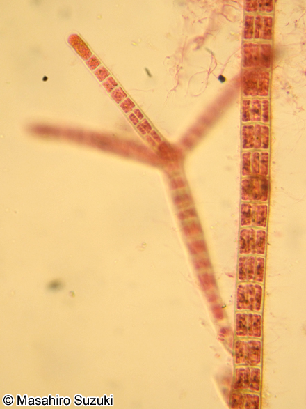 ミツデクロガシラ Sphacelaria fusca