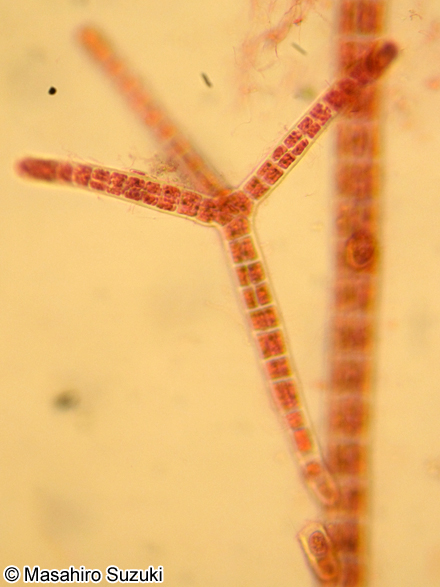 ミツデクロガシラ Sphacelaria fusca