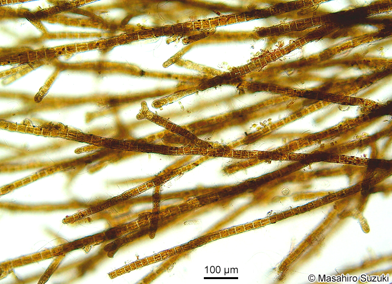 ワイジガタクロガシラ Sphacelaria rigidula
