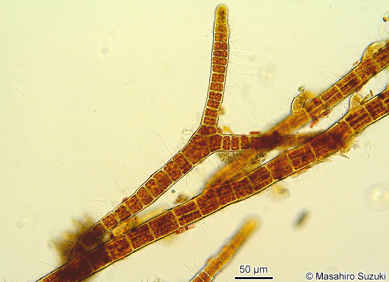 ワイジガタクロガシラ Sphacelaria rigidula