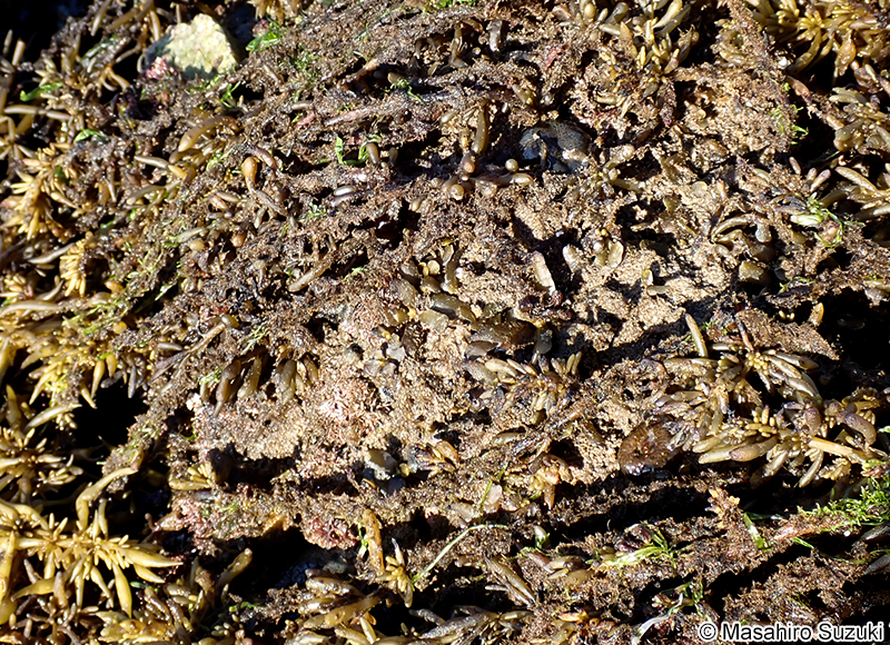 ワイジガタクロガシラ Sphacelaria rigidula