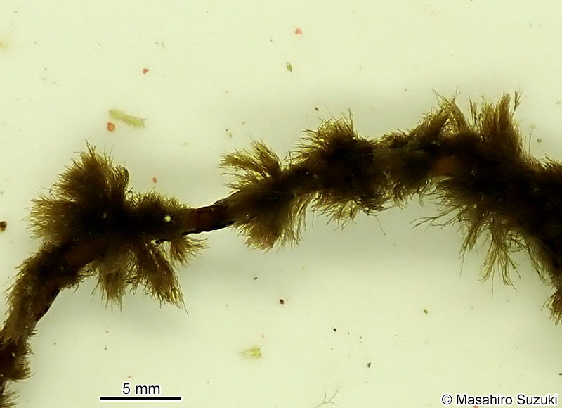 ワイジガタクロガシラ Sphacelaria rigidula