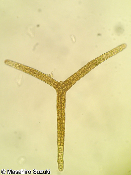 ワイジガタクロガシラ Sphacelaria rigidula