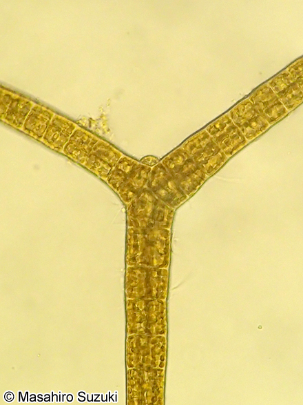 ワイジガタクロガシラ Sphacelaria rigidula