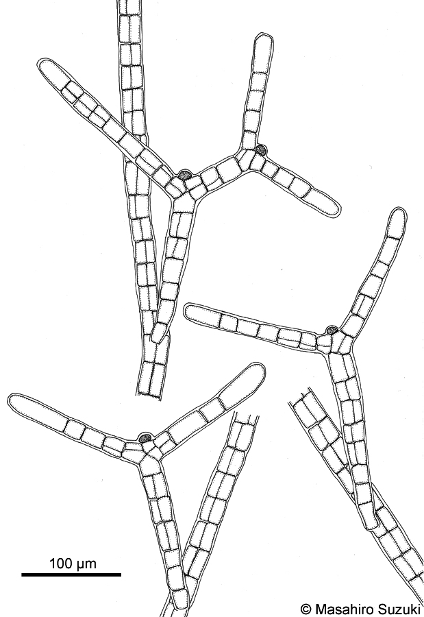 ホソエクロガシラ Sphacelaria solitaria