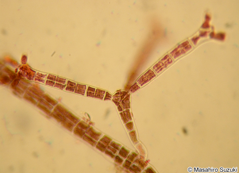 ツクバネクロガシラ Sphacelaria yamadae