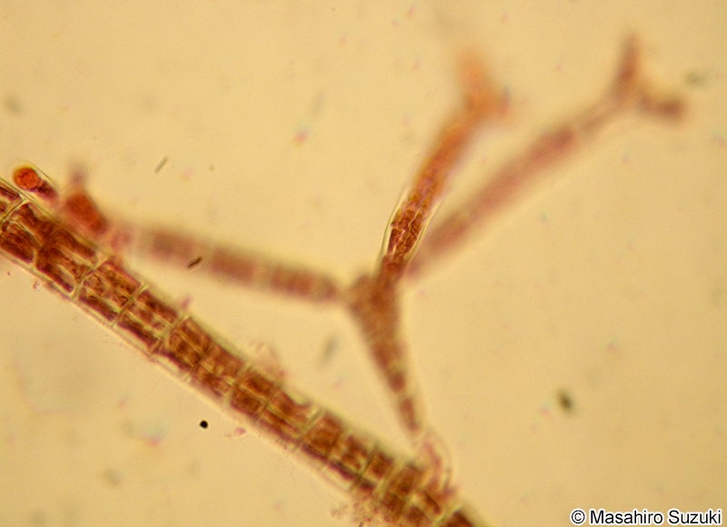 ツクバネクロガシラ Sphacelaria yamadae