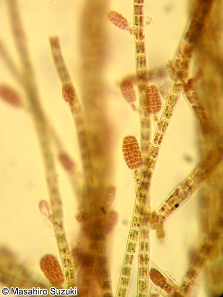 ツクバネクロガシラ Sphacelaria yamadae