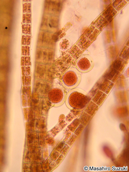 ツクバネクロガシラ Sphacelaria yamadae