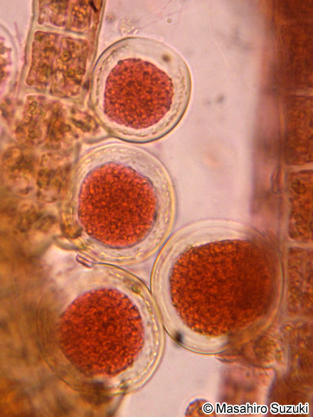 ツクバネクロガシラ Sphacelaria yamadae