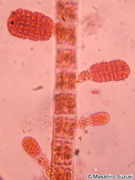 ツクバネクロガシラ Sphacelaria yamadae