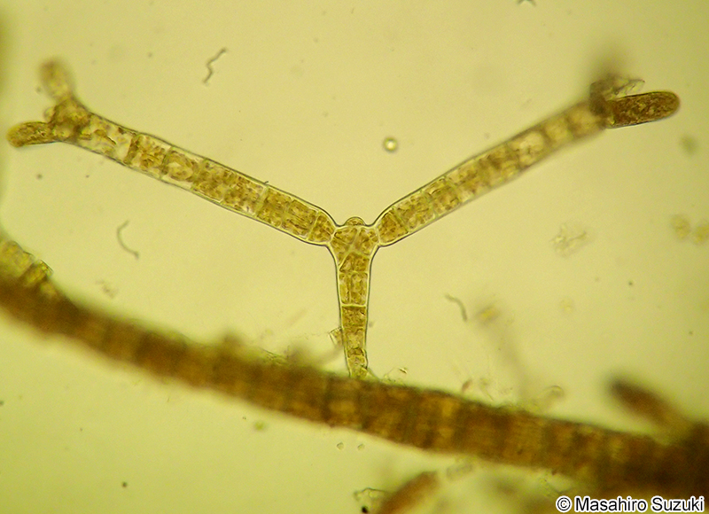 ツクバネクロガシラ Sphacelaria yamadae