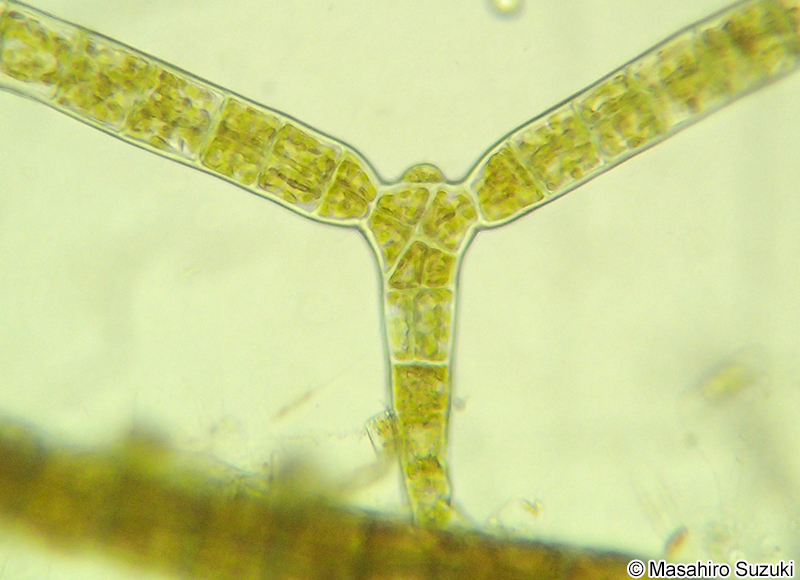 ツクバネクロガシラ Sphacelaria yamadae