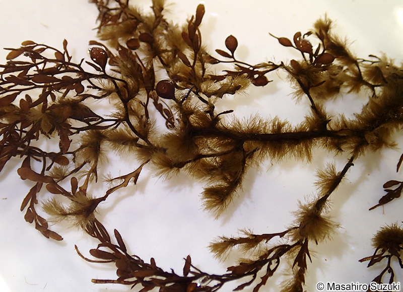 ツクバネクロガシラ Sphacelaria yamadae