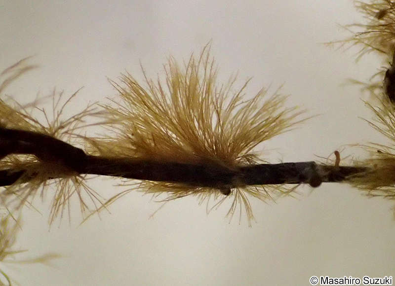 ツクバネクロガシラ Sphacelaria yamadae