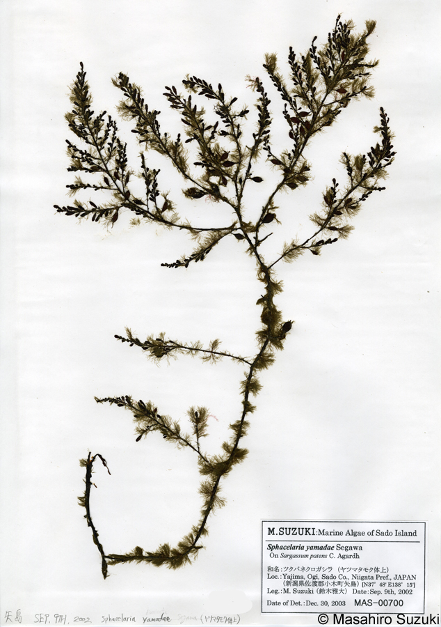 ツクバネクロガシラ Sphacelaria yamadae