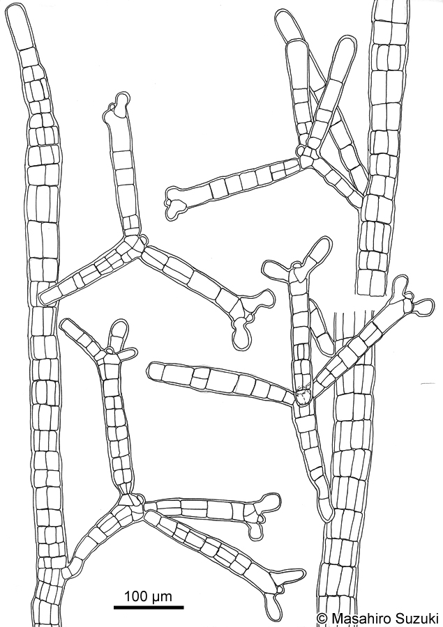 ツクバネクロガシラ Sphacelaria yamadae