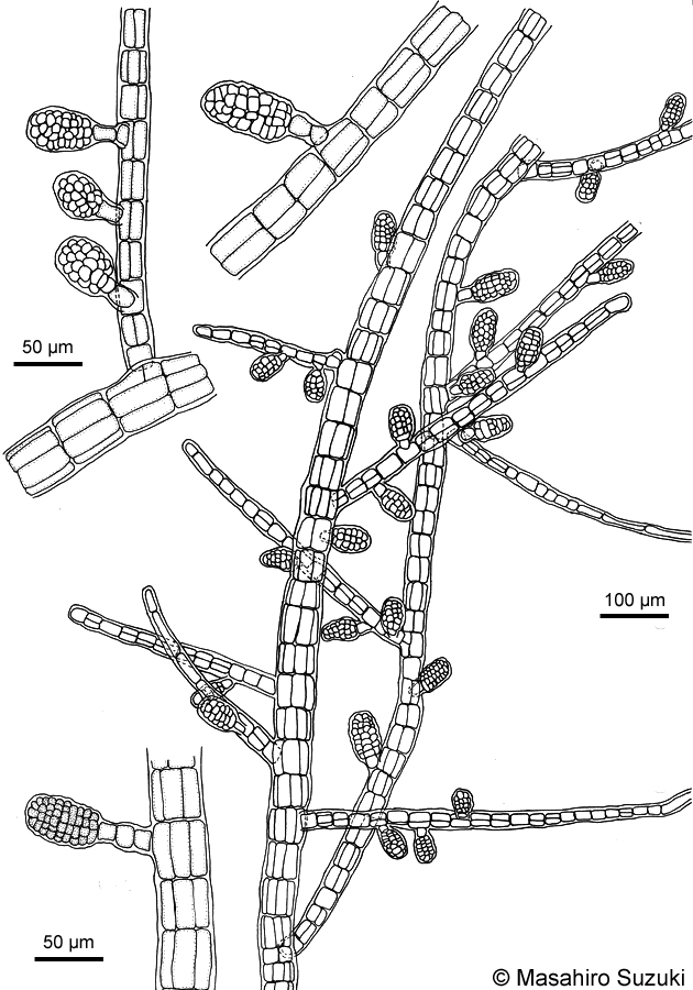 ツクバネクロガシラ Sphacelaria yamadae