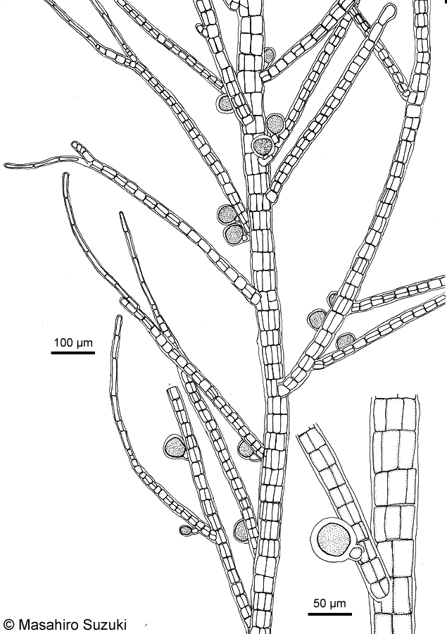 ツクバネクロガシラ Sphacelaria yamadae